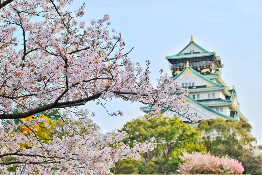 Das Schloss Osaka im Hintergrund, eingerahmt von wunderschönen blühenden Kirschbäumen unter einem hellen Himmel.