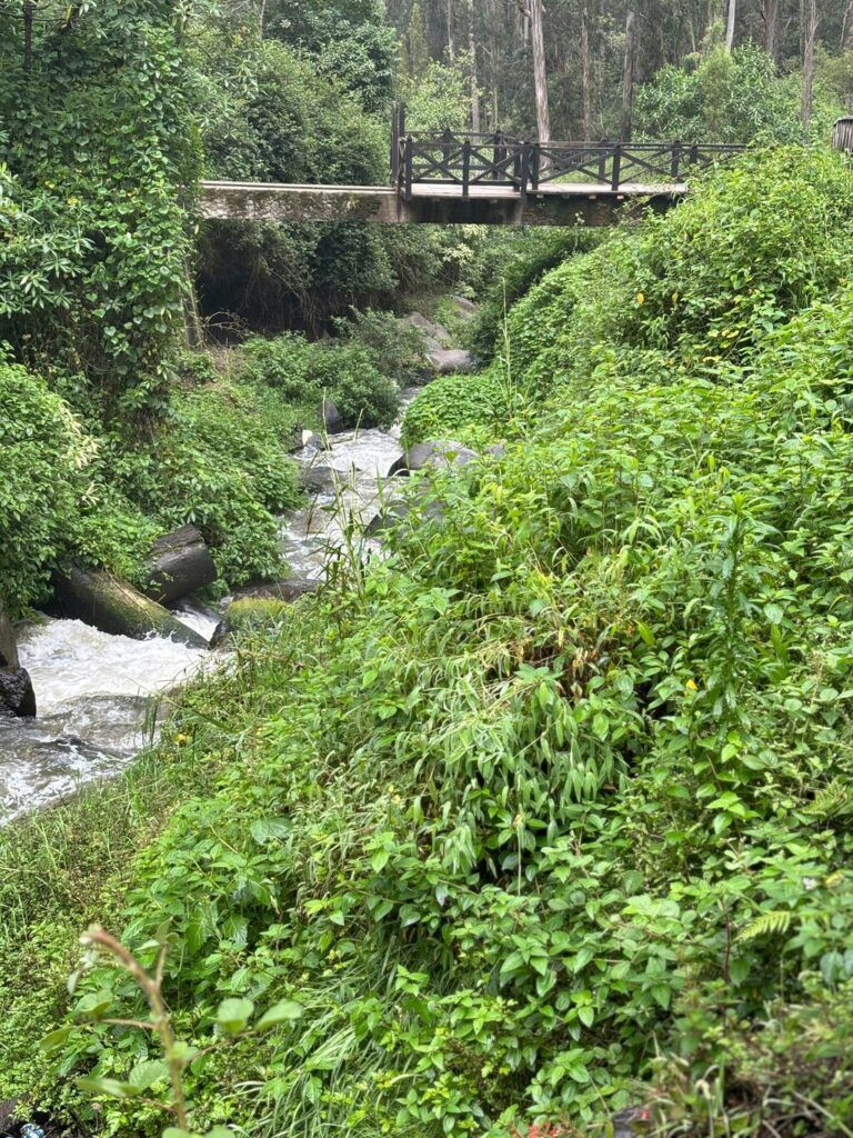 ein Fluss, der durch einen üppigen grünen Wald fließt