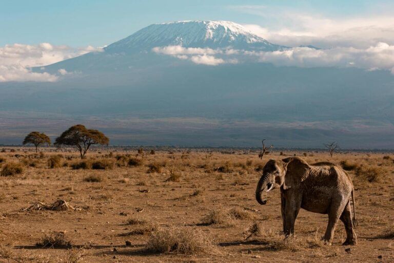 Afrikanischer Elefant in der Savanne mit dem schneebedeckten Kilimandscharo im Hintergrund.