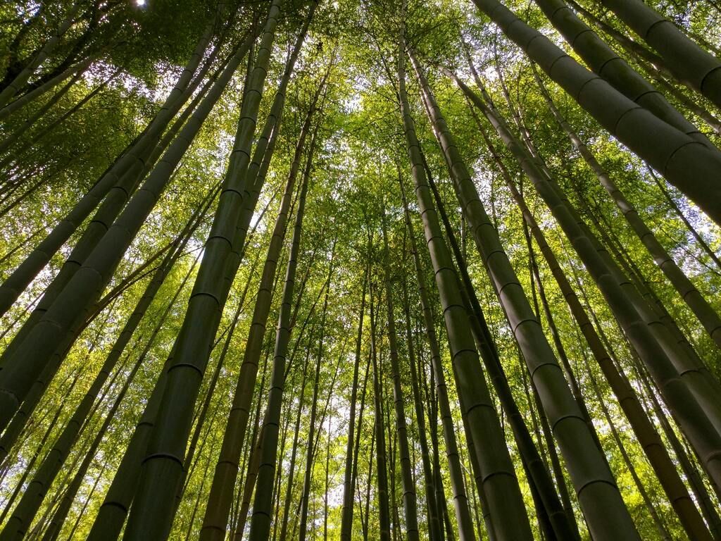 Bambuswald von Arashiyama, mit hohen grünen Bambusstämmen, die in den Himmel ragen.
