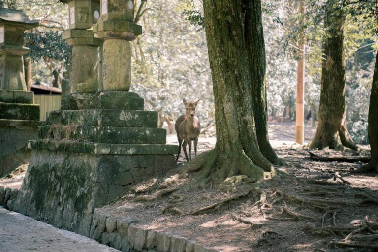 Besuchen Sie Nara, Japan