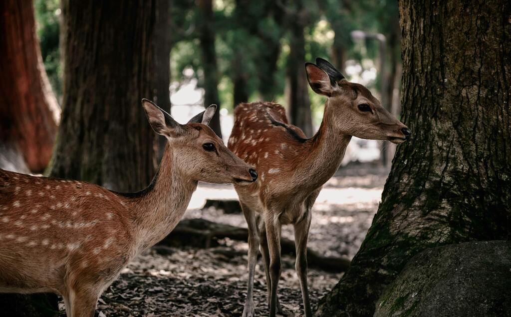 Zwei Sikahirsche im Nara Park, Japan – Zwei Sikahirsche stehen im Schatten der Bäume im Nara Park, einem berühmten Ort in Japan, wo Hirsche frei herumlaufen.