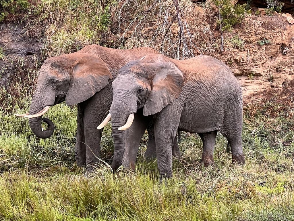 Zwei Elefanten in der Savanne Südafrikas