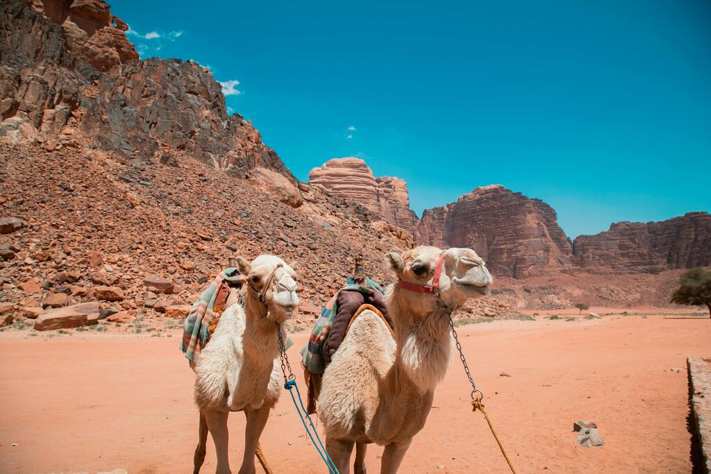 Wadi Rum erkunden: die Marswüste Jordaniens auf dem Kamelrücken erkunden