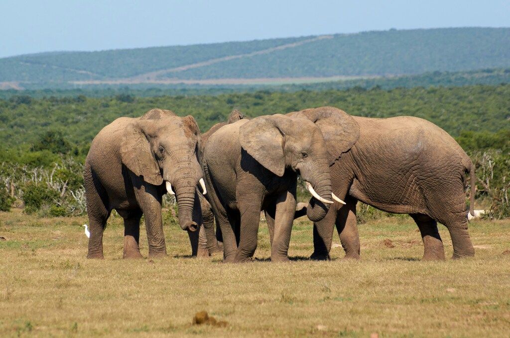 Gruppe von Elefanten auf einer Wiese im Nationalpark