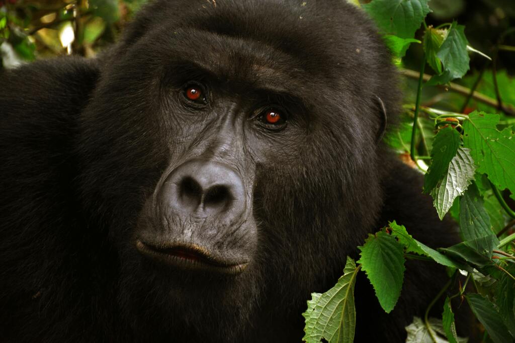 Nahaufnahme eines Gorillas, umgeben von grünen Blättern