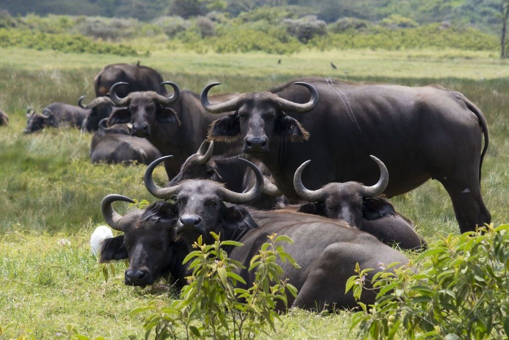 Gruppe afrikanischer Büffel ruht auf einer grünen Wiese.