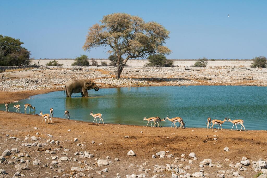 Elefant und Springböcke trinken an einer Wasserstelle in der Wüste