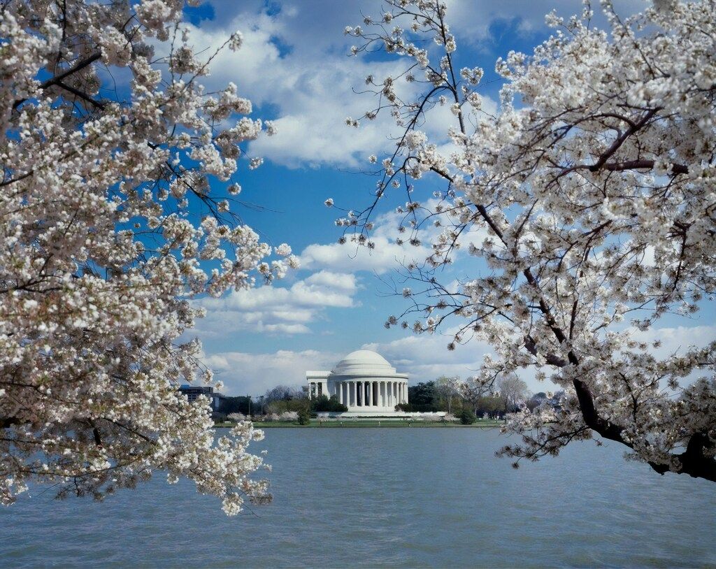 Jefferson Memorial in Washington D.C. eingerahmt von blühenden Kirschbäumen am Wasser