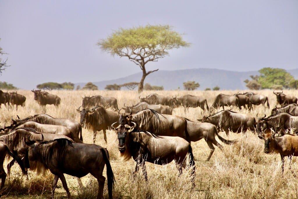 Große Herde von Gnus zieht durch die trockene Savanne mit einem markanten Akazienbaum im Hintergrund.