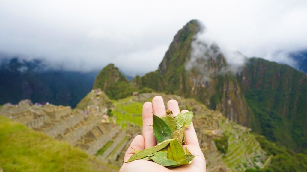 Hand hält Kokablätter vor verschwommenem Hintergrund der Inka-Zitadelle Machu Picchu.