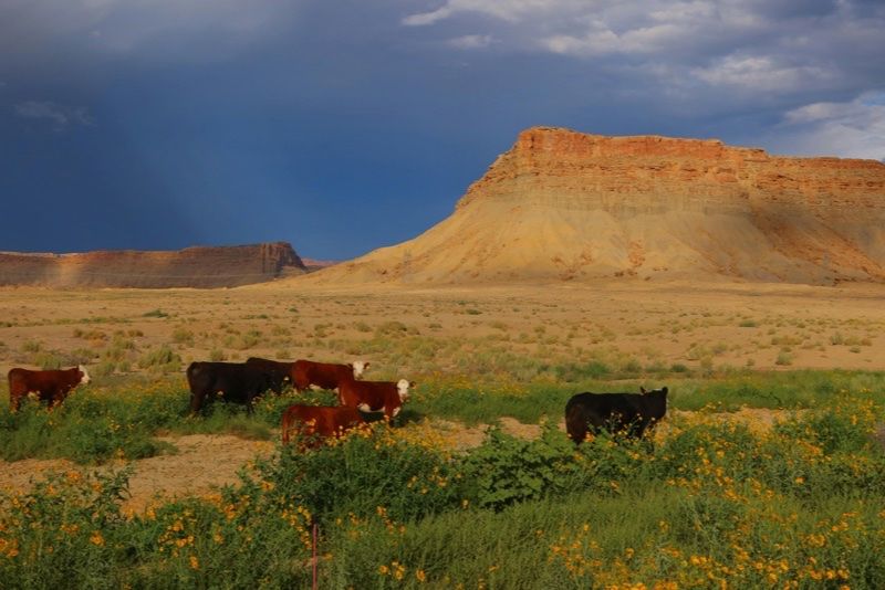 Wuestenlandschaft in Arizona mit Felsplateaus und bewolktem Himmel