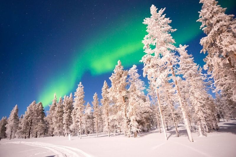 Grünes Nordlicht leuchtet über einem verschneiten Kiefernwald in Lappland bei tiefblauem Sternenhimmel im Winter