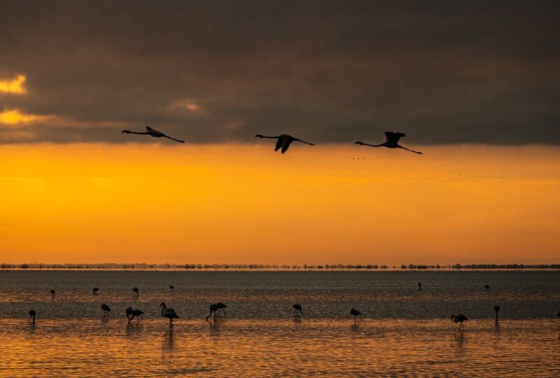 Flamingos als dunkle Silhouetten im Flug und im Wasser vor orangefarbenem Morgenhimmel.