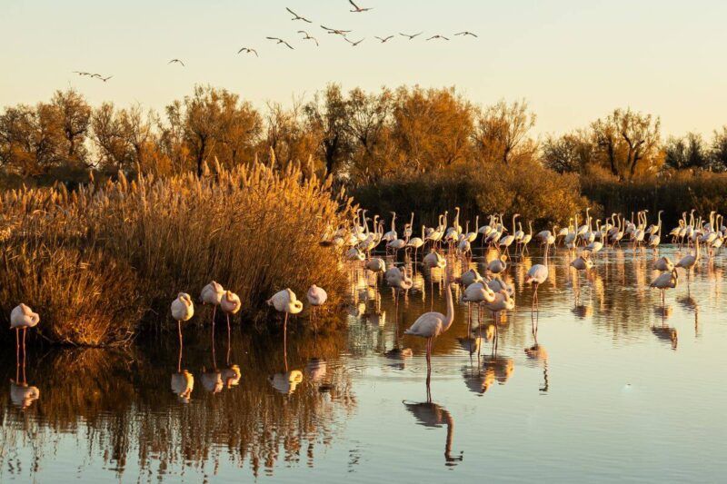 Flamingos in ruhigem Sumpfwasser bei Sonnenuntergang, umgeben von Schilf und Spiegelungen.