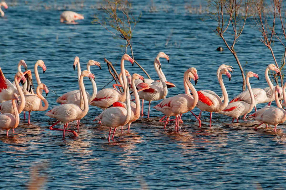 Gruppe rosafarbener Flamingos im flachen Wasser zwischen kahlen Zweigen.