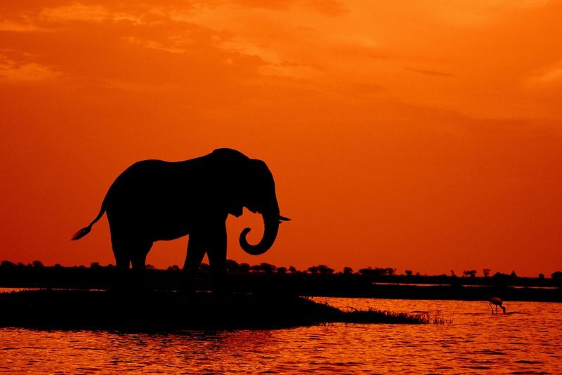Silhouette eines Elefanten, der bei Sonnenuntergang an einem Fluss trinkt, mit einem watenden Vogel in der Nähe