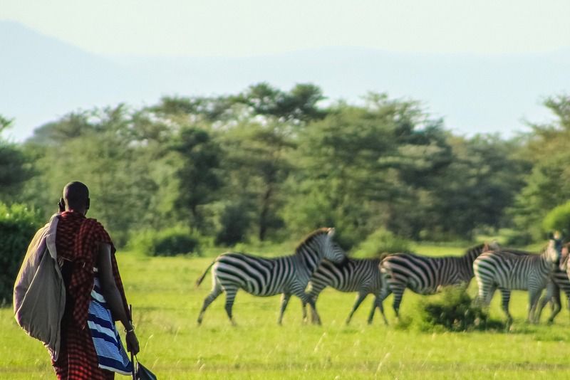 Ein Massai-Mann in traditioneller Kleidung beobachtet eine Gruppe grasender Zebras in der afrikanischen Savanne