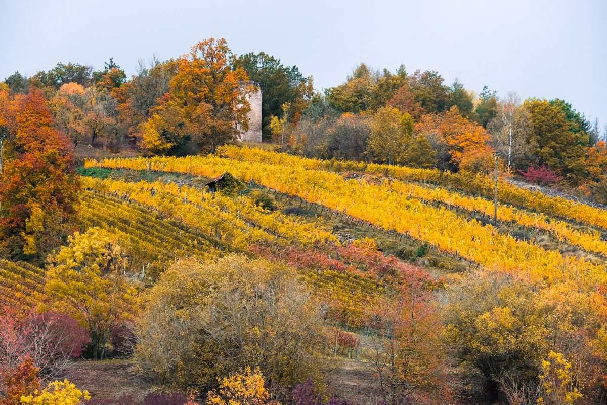 Herbstlich gefärbte Weinberge an einem Hang mit bunten Bäumen im Hintergrund