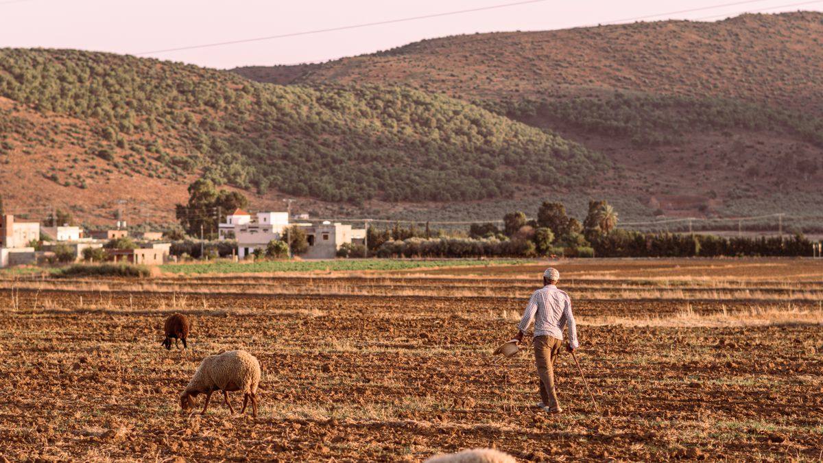 Hirte mit Schafen auf einem abgeernteten Feld vor sanften Hügeln und verstreuten Häusern