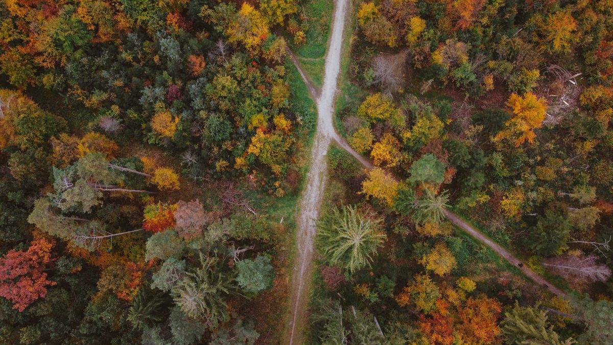 Luftaufnahme eines Waldes mit buntem Herbstlaub und kreuzenden Wegen