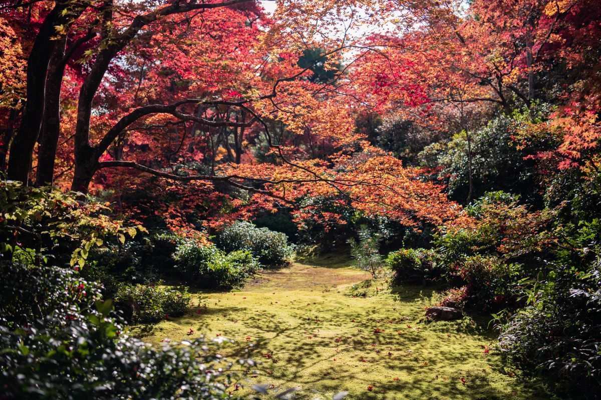 Stiller Garten mit kleinem Teich unter dichtem roten und orangefarbenen Herbstlaub