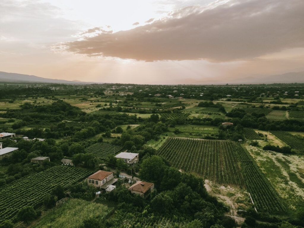 Weinberge in der Region Kachetien in Georgien